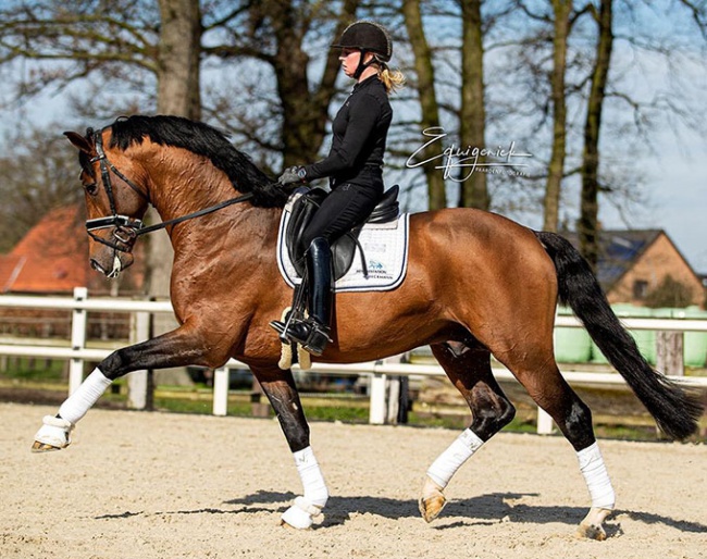 Annika Korte and Vaderland in 2020 :: Photo © Equigeniek