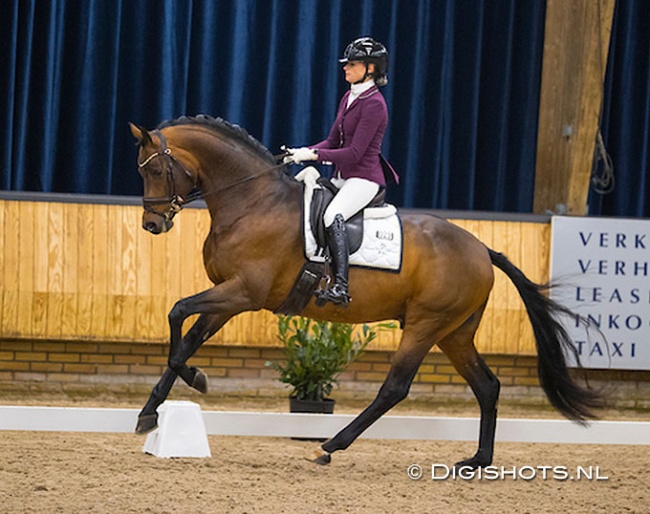 Dinja van Liere and McLaren at the 2021 KWPN Stallion competition leg in Ermelo :: Photo © Digishots