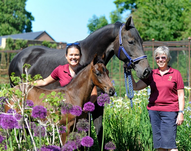 Emma and Jill Blundell of Mount St. John with broodmare Amaya (by Ampere x Ehrenwort) for sale in the 2nd MSJ Broodmare and Implanted Embryo Auction