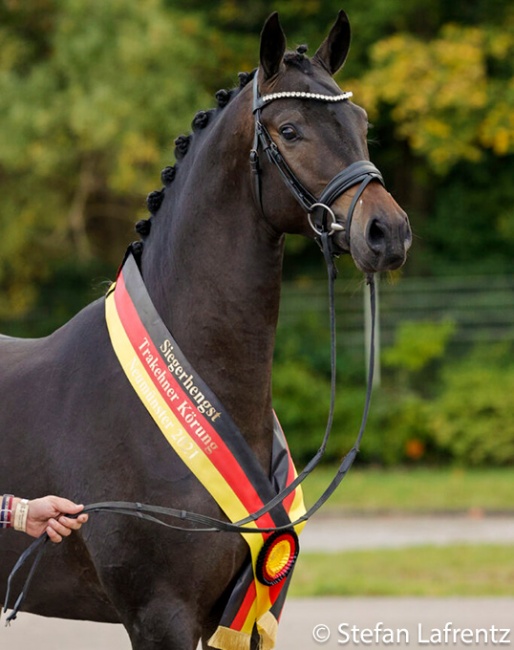 2021 Trakehner Licensing Champion "Impact" (by Millennium - Vivus – Langata Express xx – Vincent) :: Photo © Stefan Lafrentz
