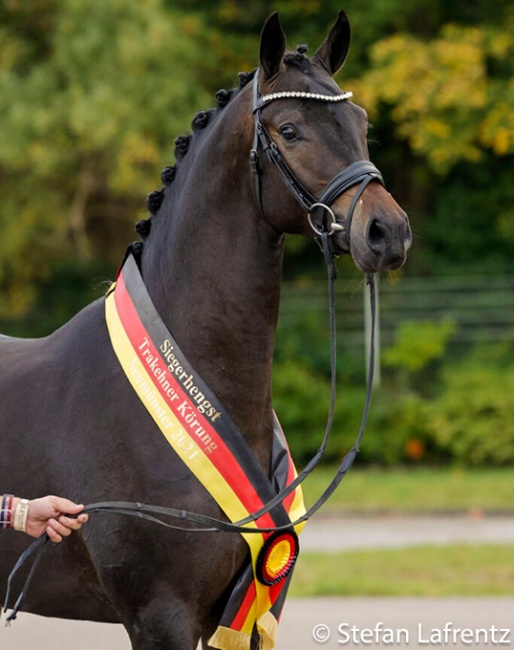 2021 Trakehner Licensing Champion "Impact" (by Millennium - Vivus – Langata Express xx – Vincent) :: Photo © Stefan Lafrentz