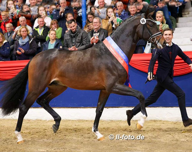 Incredible, champion of the 2021 Oldenburg stallion licensing, with co-owner Andreas Helgstrand :: Photo © LL-foto