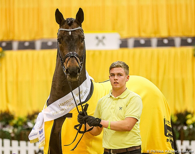 Fidertanz is the Hanoverian Stallion of the Year 2021 :: Photo © Petra Kerschbaum