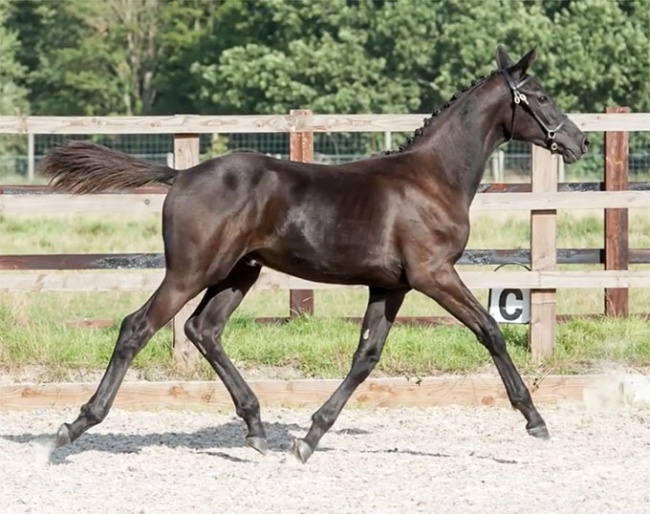 Romeo Bankes (by Glamourdale x Ufo)