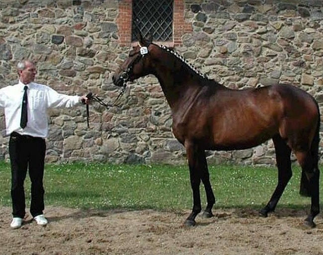 Bjarne Nørgård with 2001 Trakehner Mare Champion Evita (by Schwadroneur x Cannon Row xx x Raubritter)