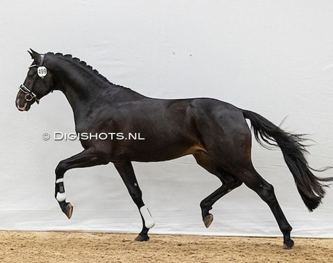 O’Champ M  (by Just Wimphof x Galaxie) at the pre-selection for the 2022 KWPN Stallion Licensing :: Photo © Astrid Appels