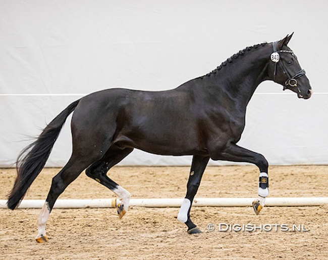 Omar Sharif (by Escamillo x Ferguson) at the pre-selection for the 2022 KWPN Stallion Licensing :: Photo © Digishots