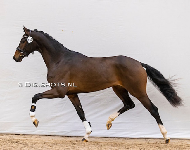 Ons Exclusive Steef at the pre-selection for the 2022 KWPN Stallion Licensing :: Photo © Digishots