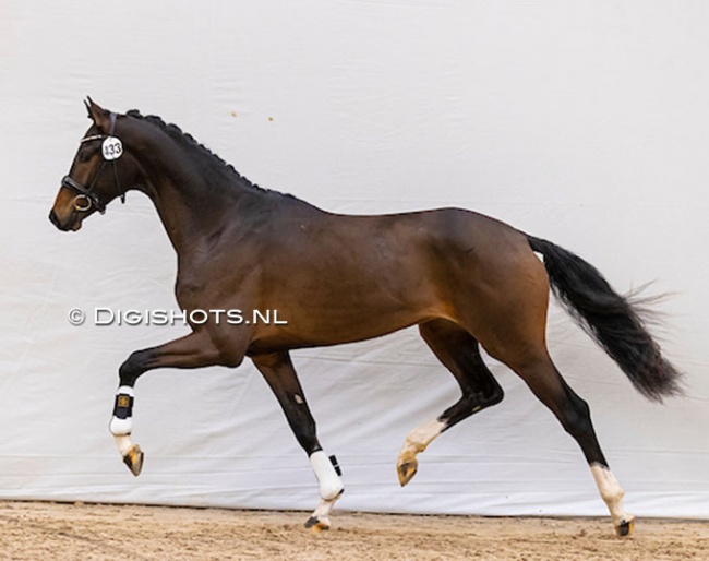 Ons Exclusive Steef at the pre-selection for the 2022 KWPN Stallion Licensing :: Photo © Digishots