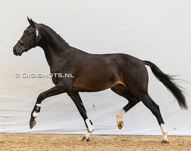 O'Roark (by For Ferrero x Furst Romancier) at the pre-selection for the 2022 KWPN licensing :: Photo © Digishots