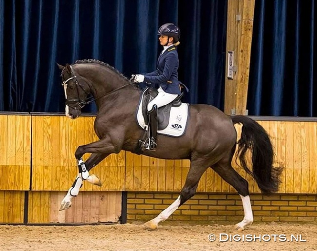 Maxime van der Vlist on Next Level at the 2021 KWPN Under Saddle Presentation :: Photo © Digishots