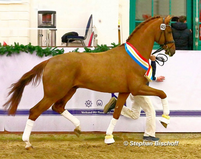 Viva Vitalis (by Vitalis x Furst Romancier) that was named Champion of the 2021 Mecklenburger Stallion Licensing :: Photo © Stephan Bischoff