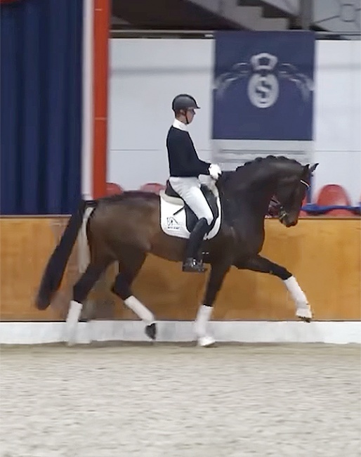 Lukas Fischer presenting Zackerey in Vechta for the new Blue Hors stallion videos