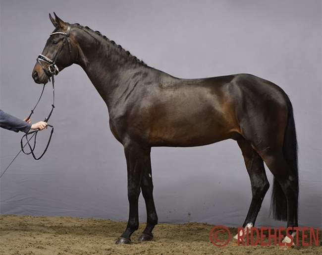 Straight Horse Ramses at the 2020 Danish Warmblood stallion licensing :: Photo © Ridehesten