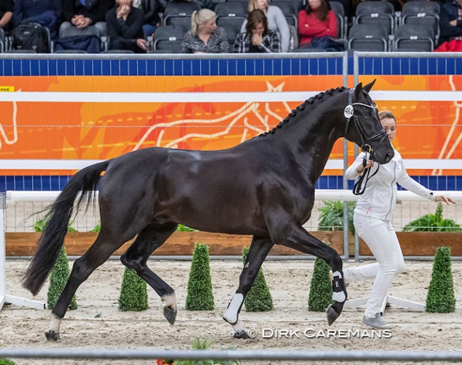 Majestic Taonga at the 2020 KWPN Stallion Licensing :: Photo © Dirk Caremans