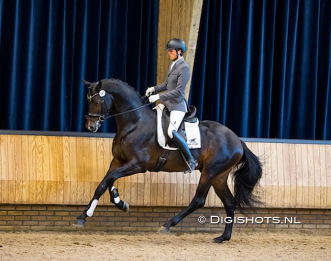 Sem Stiemer on Nachtwacht in 't Veld at the start of the 2021-2022 KWPN Winter Stallion Performance Testing :: Photo © Digishots