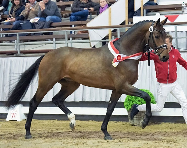 Escaneno (by Escamillo x Veneno) at the 2021 Westfalian Stallion Licensing :: Photo © Recki Media