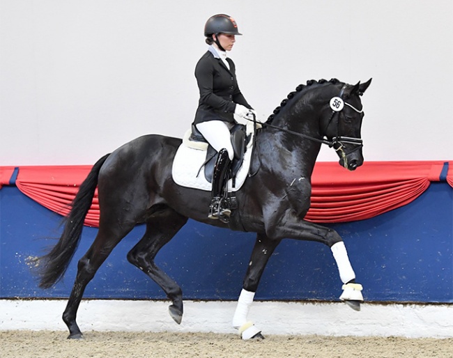 Splendid, the 2021 Oldenburg Saddle Licensing champion :: Photo © OL/Kiki Beelitz