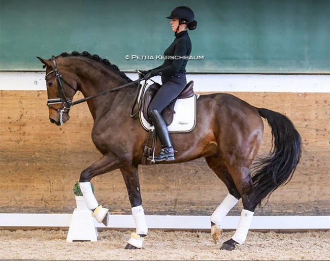 Astrid Neumayer and her newest acquisition, the soon to be 7-year old Knock Out (by Expression x Ferro) :: Photo  © Petra Kerschbaum