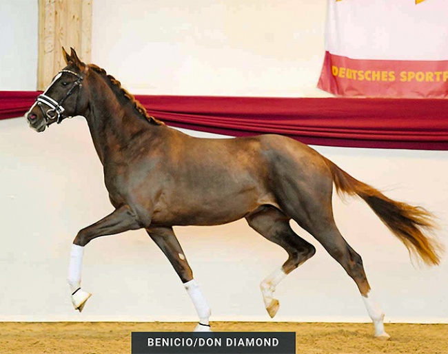 Benicio x Don Diamond, price highlight of the 2022 DSP Stallion Licensing auction