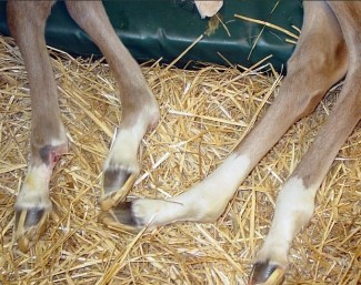 Warmblood Fragile Foal Syndrome  Photo © Laboklin