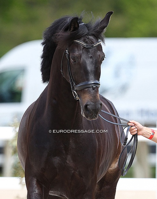 Tamino at the horse inspection at the 2021 CDIO Compiègne :: Photo © Astrid Appels