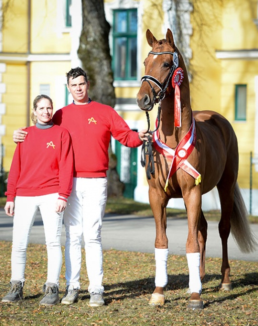 Geyer's Vivendi, champion of the 2022 Austrian Warmblood stallion licensing :: Photo ©  Katharina Brandstetter
