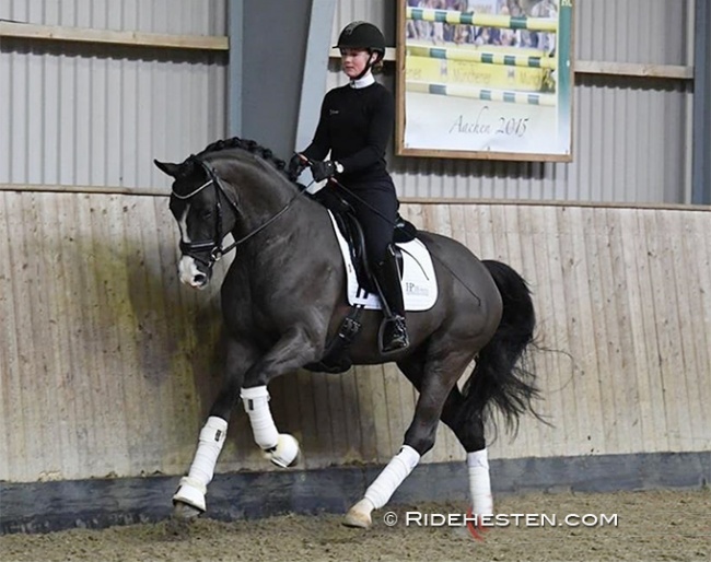 MSJ Q (by Quantensprung x Bordeaux) at the 35-day DWB stallion performance test in Tørring :: Photo © Ridehesten