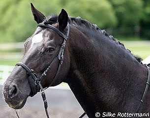 Horse with a bitless bridle :: Photo © Silke Rottermann