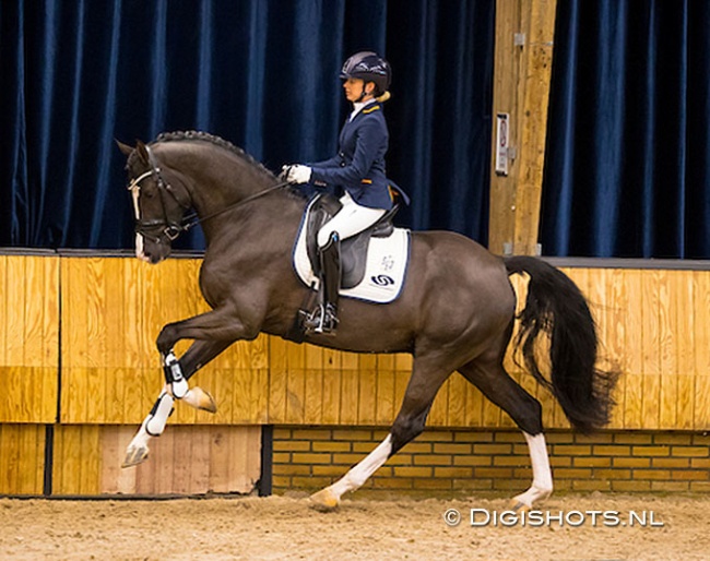 Maxime van der Vlist and Next Level at the start of the 2021-2022 KWPN Stallion Performance Test :: Photo © Digishots