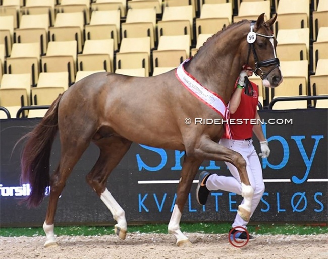 Fifty-Fifty (by Fürst Toto x  Royal Classic) at the 2022 Danish Warmblood stallion licensing :: Photo © Ridehesten