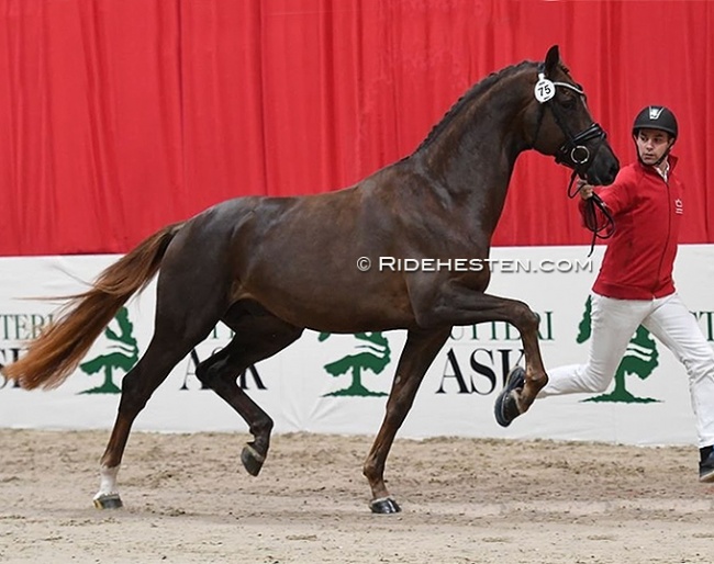 KWPN premium stallion Opoque (by All At Once) being presented at the 2022 Danish Warmblood Stallion Licensing in Herning this weekend. He will do the Suitability Test in Germany :: Photo © Ridehesten