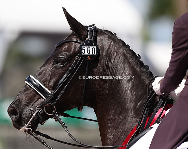 Pricked ears at the 2022 Palm Beach Dressage Derby: Donatalla M :: Photo © Astrid Appels