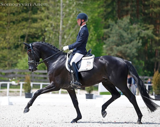 Young Horse Jack Black W at the 2019 CDI-W Budapest :: Photo © Anett Somogyvári