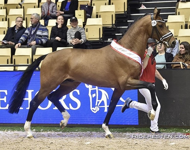 Vogue at the 2022 Danish Warmblood stallion licensing :: Photo © Ridehesten