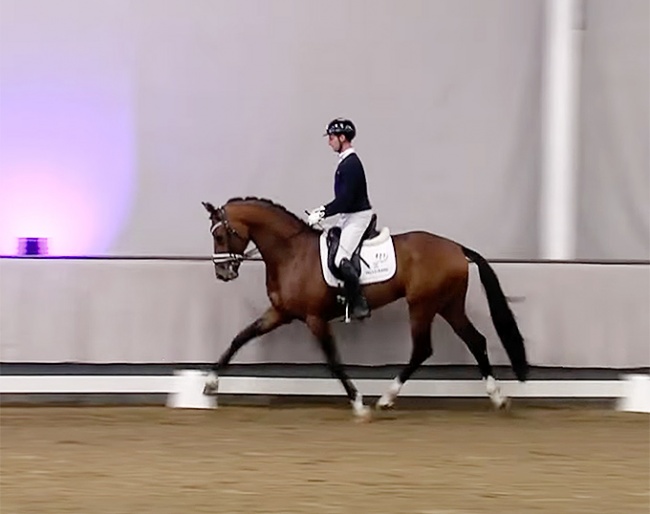Test rider Philip Hess on Vogue at the 2022 Shortened Suitability Test in Münster-Handorf :: screen shot