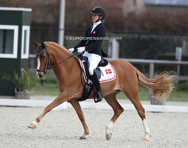 Selma Ludvigsen and Egelykkes Perfetto at the 2022 CDI Opglabbeek :: Photo © Astrid Appels