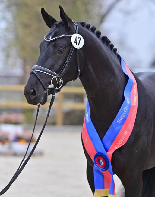 The champion stallion Krokant by Kremlin MD - Bvlgari - Samarant - Weltmeyer :: Photo © OLD Art