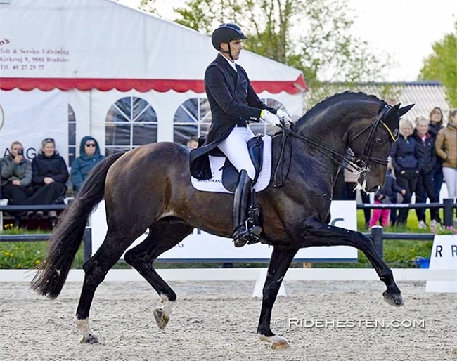 Andreas Helgstrand and Jovian at their international Grand Prix debut in Aalborg :: Photo © Ridehesten