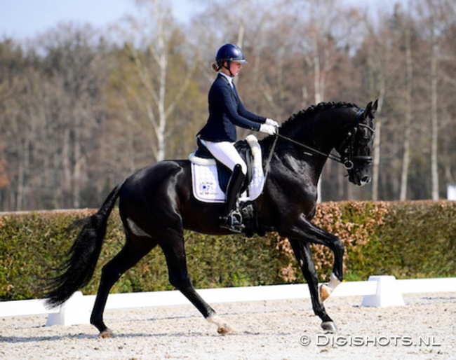 Amber Hage on Mercurius (by Dream Boy) at the Dutch WCYH selection trial in Ermelo :: Photo © Digishots