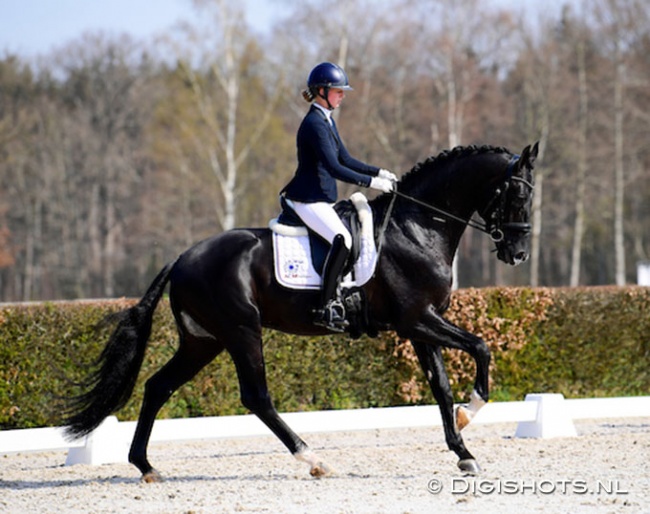 Amber Hage on Mercurius (by Dream Boy) at the Dutch WCYH selection trial in Ermelo :: Photo © Digishots