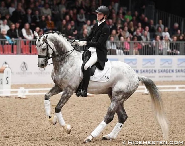 Highfive Fuglsang (by Grand Galaxy Win x De Niro) under Anders Hoeck at the 2022 Danish Warmblood Stallion Licensing show :: Photo © Ridehesten