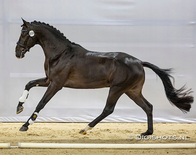 Extreme U.S., here as Eurostar US at the 2022 KWPN Stallion Licensing :: Photo © Digishots