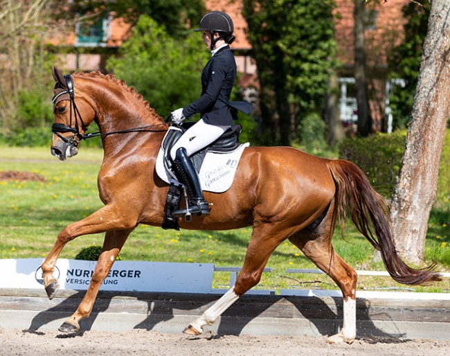 German based Czech rider Libuse Mencke on Bavalou :: Photo © Thomas Hellmann 