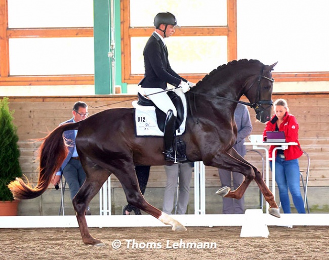 Bart Veeze and Red Viper at the Warendorf stallion suitability test :: Photos © Thoms Lehmann