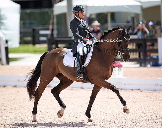 Colombian Raul Corchuelo on Harley N (by Chagall x Oscar) at the 2022 CDI Wellington :: Photo © Astrid Appels