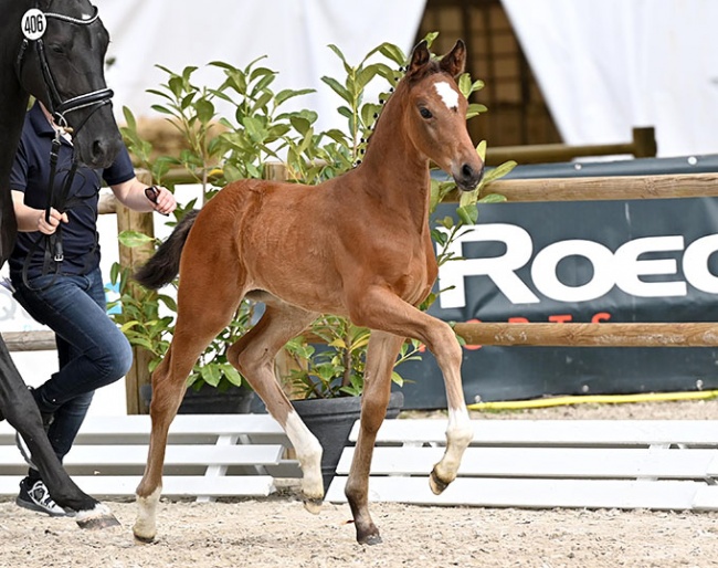 Felicia (by Franklin), a full sister to the licensed stallion Daytona.