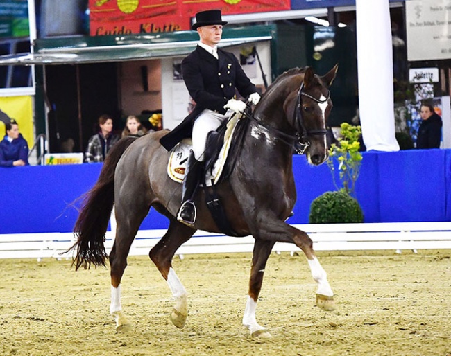 Bel Ami (by Belissimo M x Alabaster) :: Photos © Ruchel