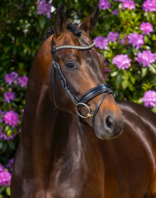 Gregory (by George Clooney x Lord Leatherdale x Negro)