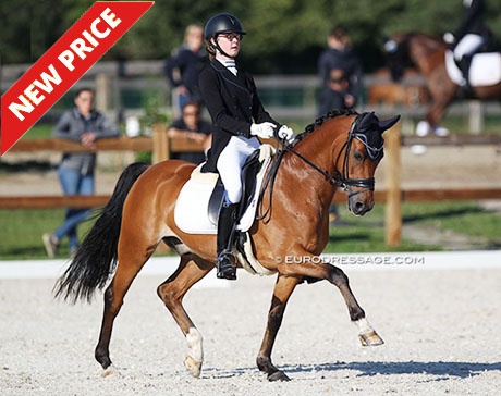 Wise Guy at the 2020 CDI Grote Brogel :: Photo © Astrid Appels